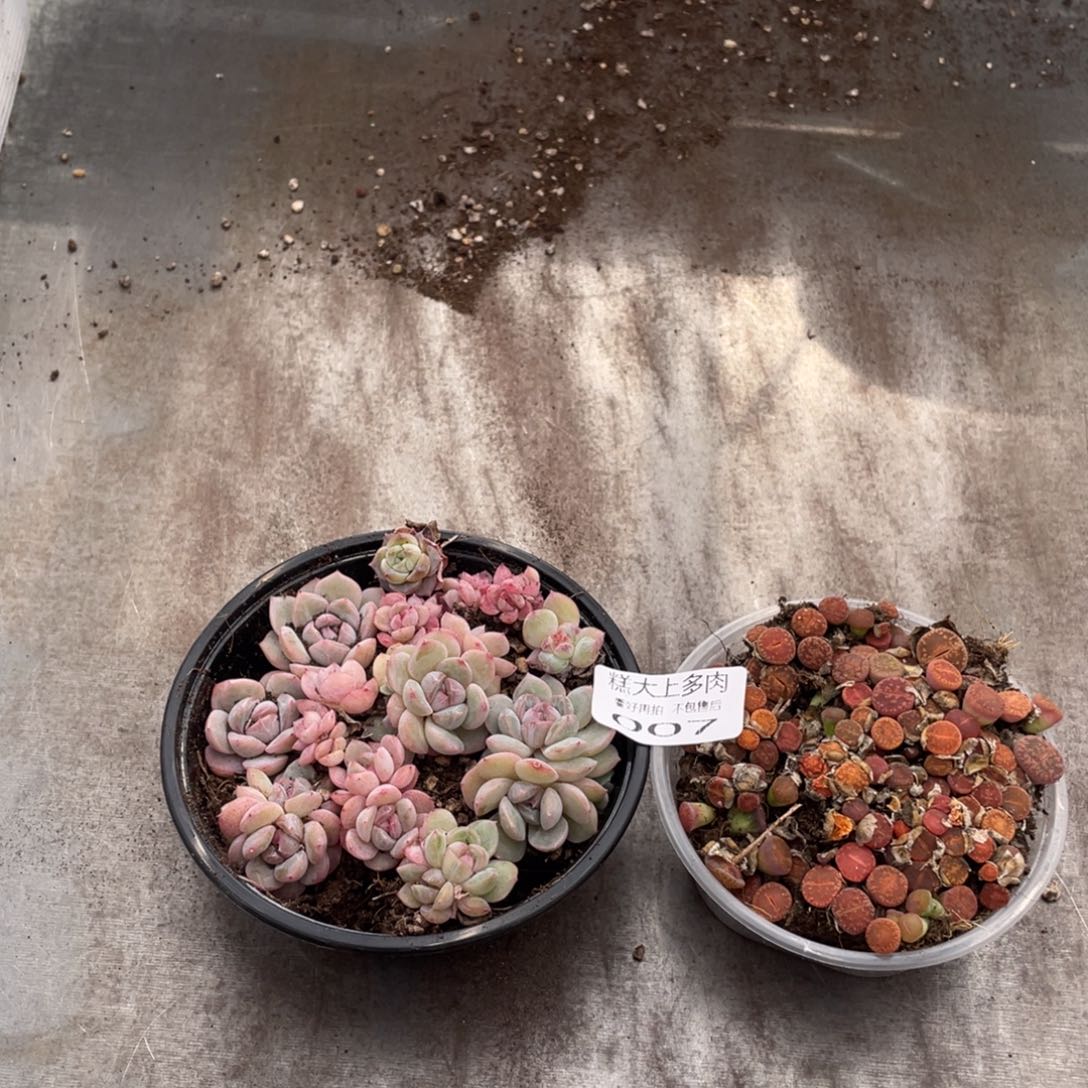糕大上多肉植物007