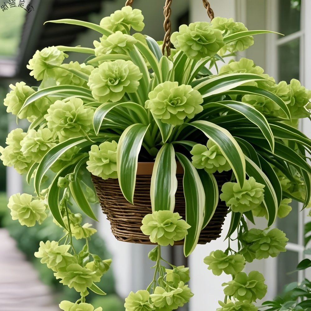 【四季开花】金心金边大花吊兰驱蚊四季开花大花浓香型花卉盆栽好养
