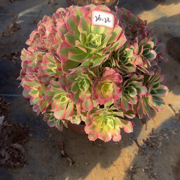 26-22粉玲珑多肉不包售后