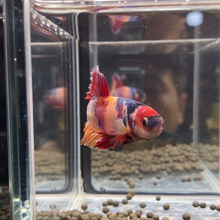 斗鱼黑309号巨斗将军