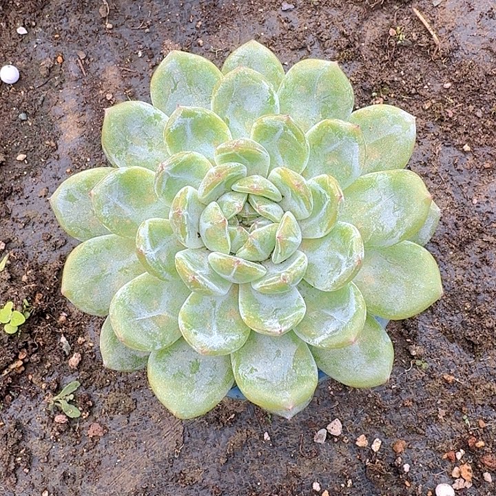 雪花正尼多肉李老师