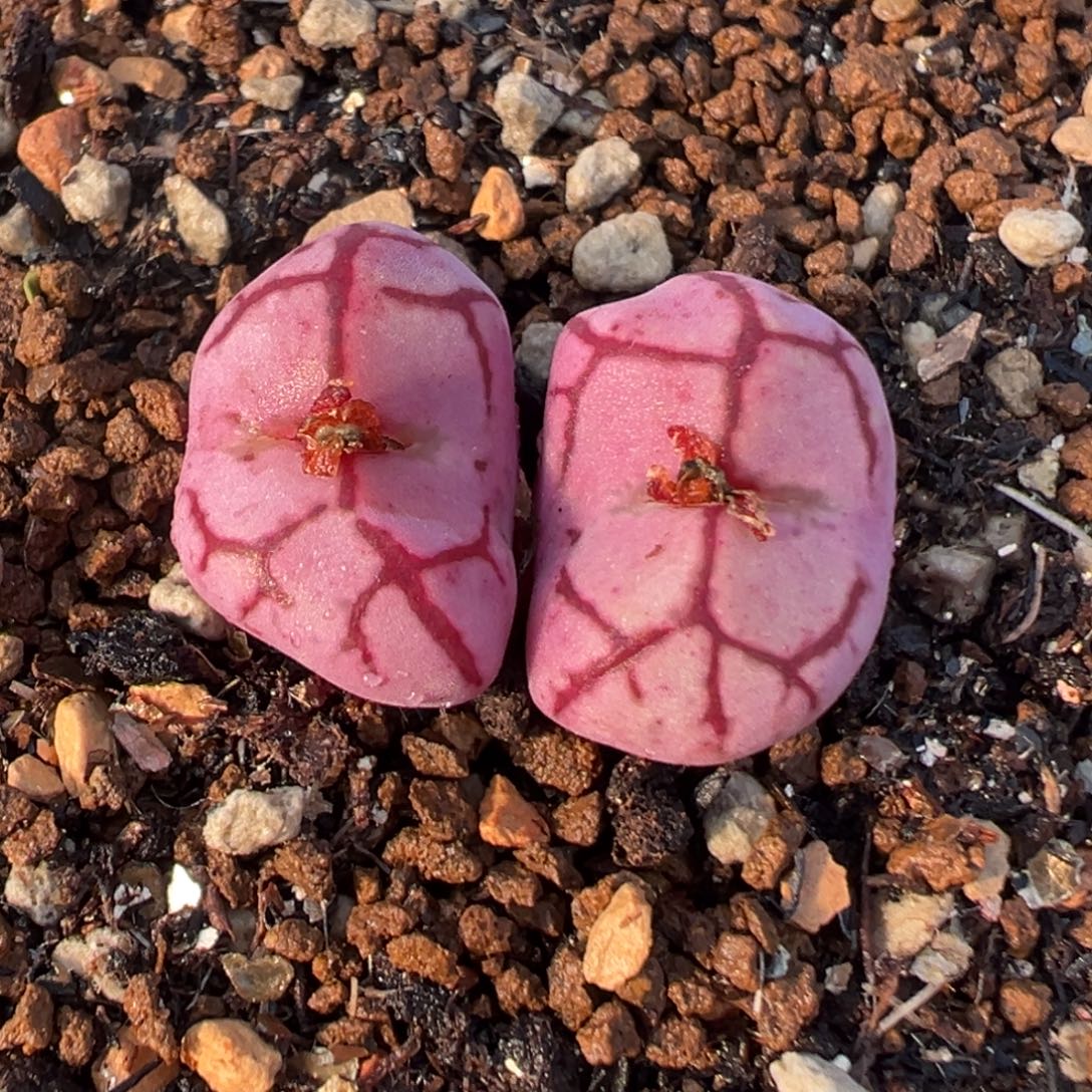 6001多肉植物百科猴