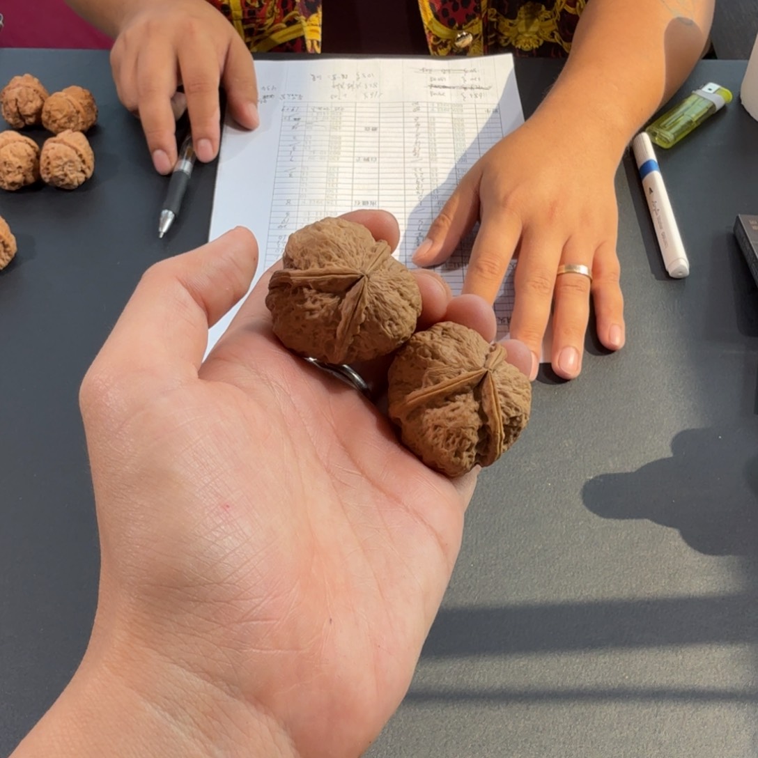 文玩核桃把件16号三棱蟾王