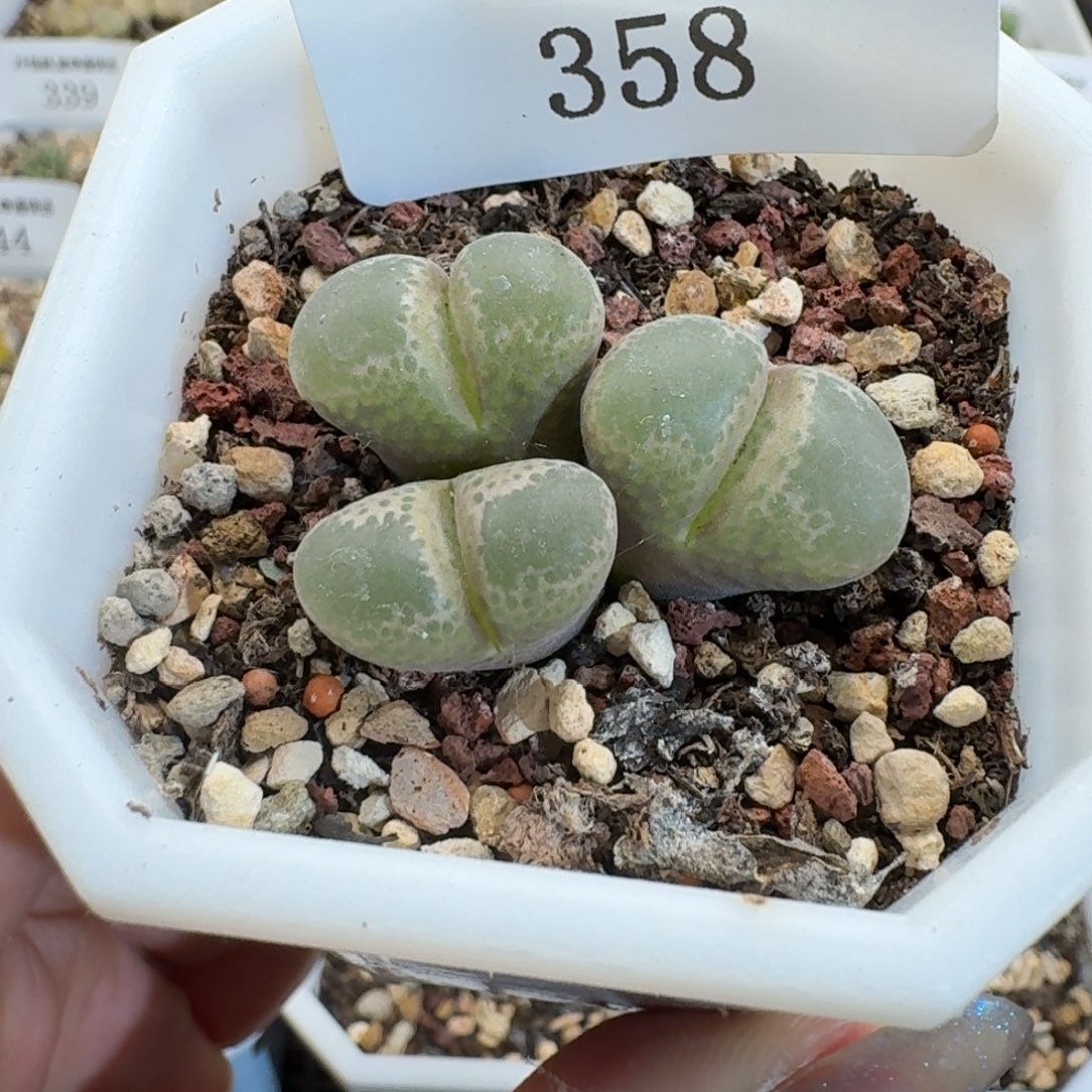 358。            