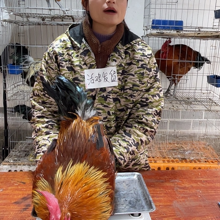 365天包装135号活鸡发货