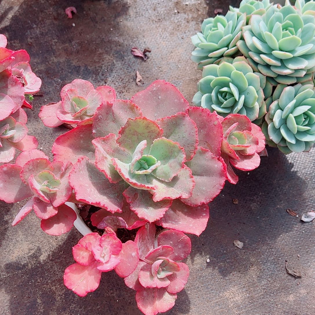 舞会红裙多头群生老桩