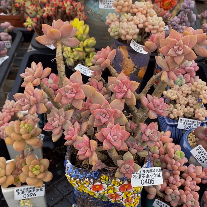 淡雪老桩有砍不包整405多肉植物