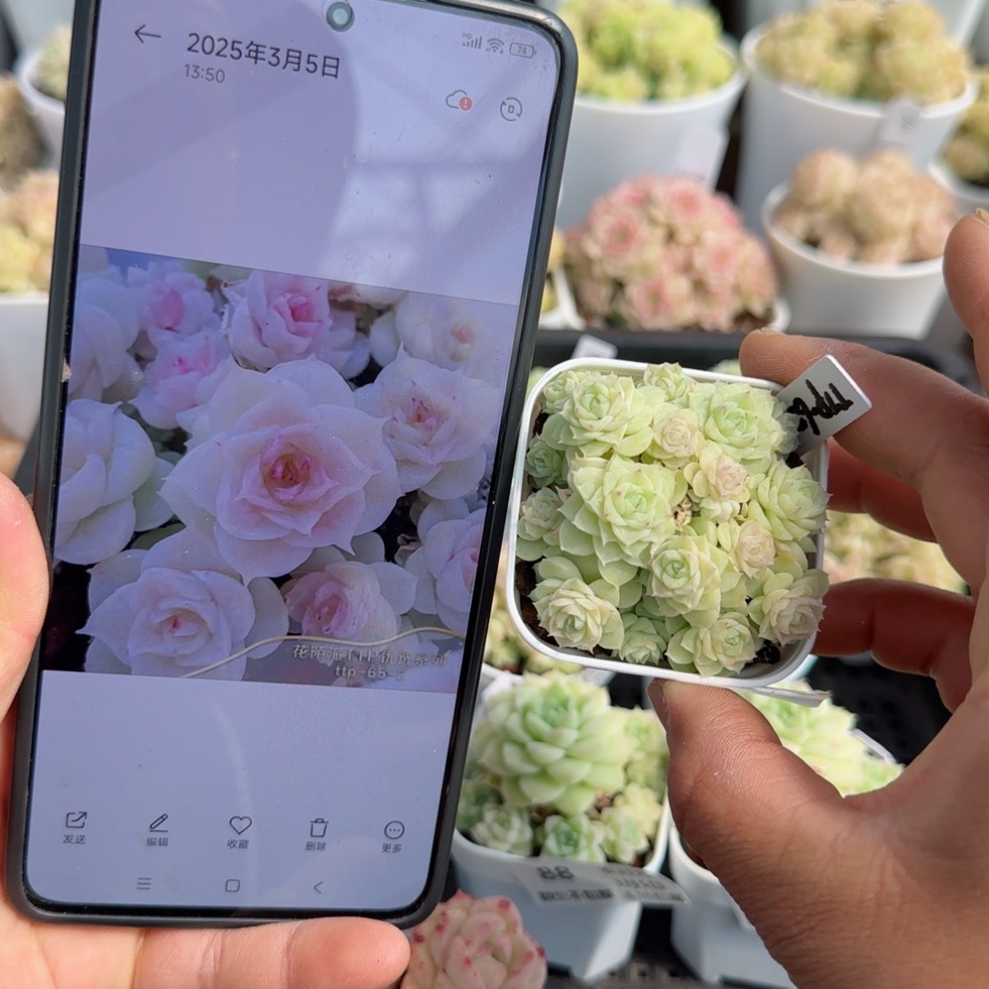 【闪购商品】0305-92（ttp-65-2）