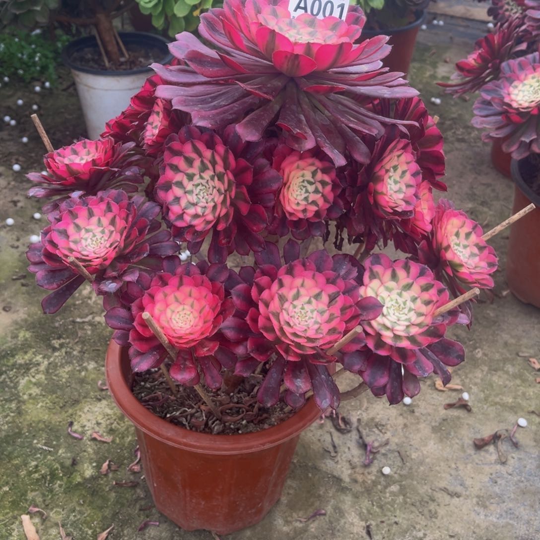 红铜白001.000000000