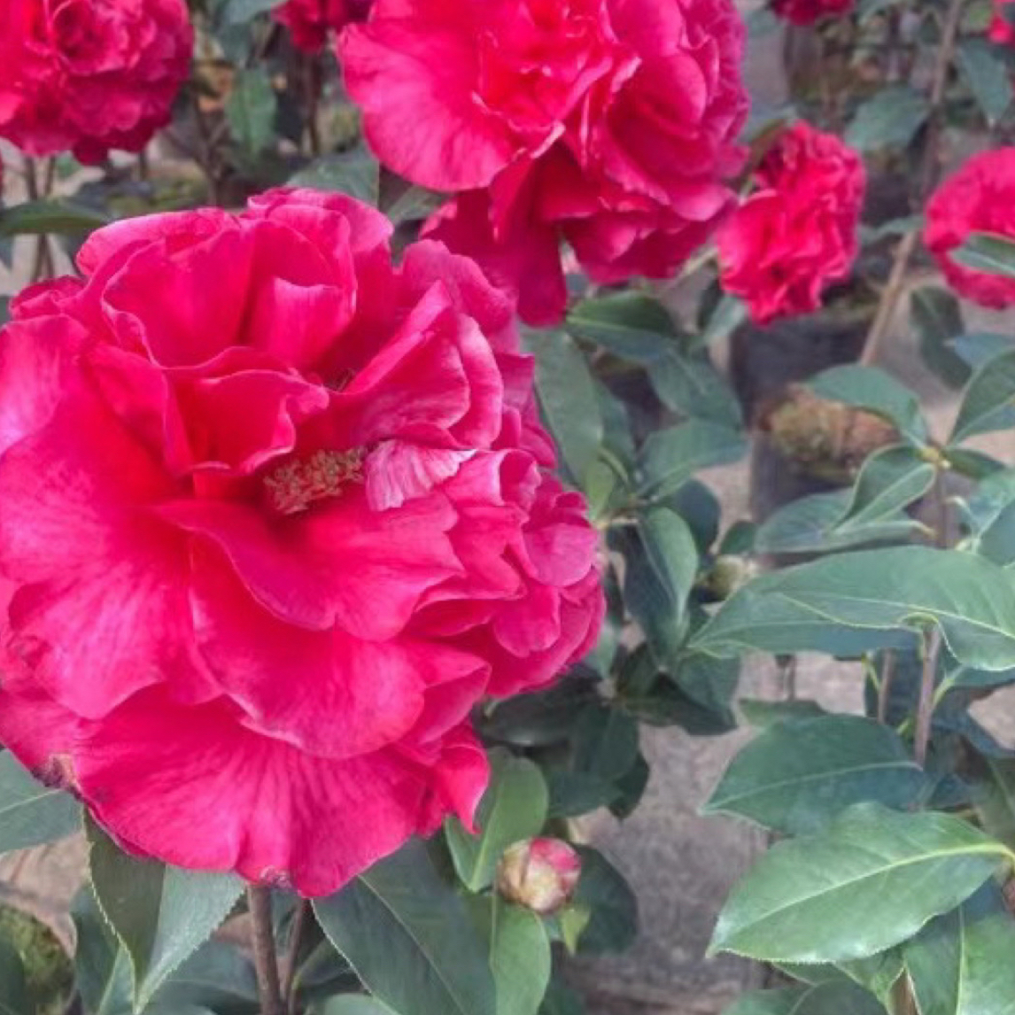 云南茶代茶花巨型花牡丹型红色带花苞盆栽花卉带香味