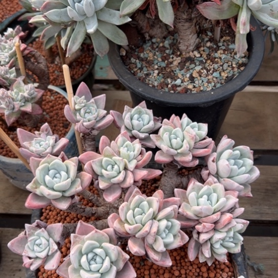 锦宸多肉，一物一拍604