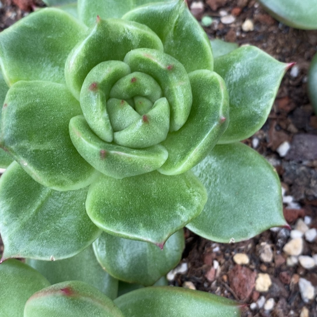 代***～无花朵东云系多肉植物