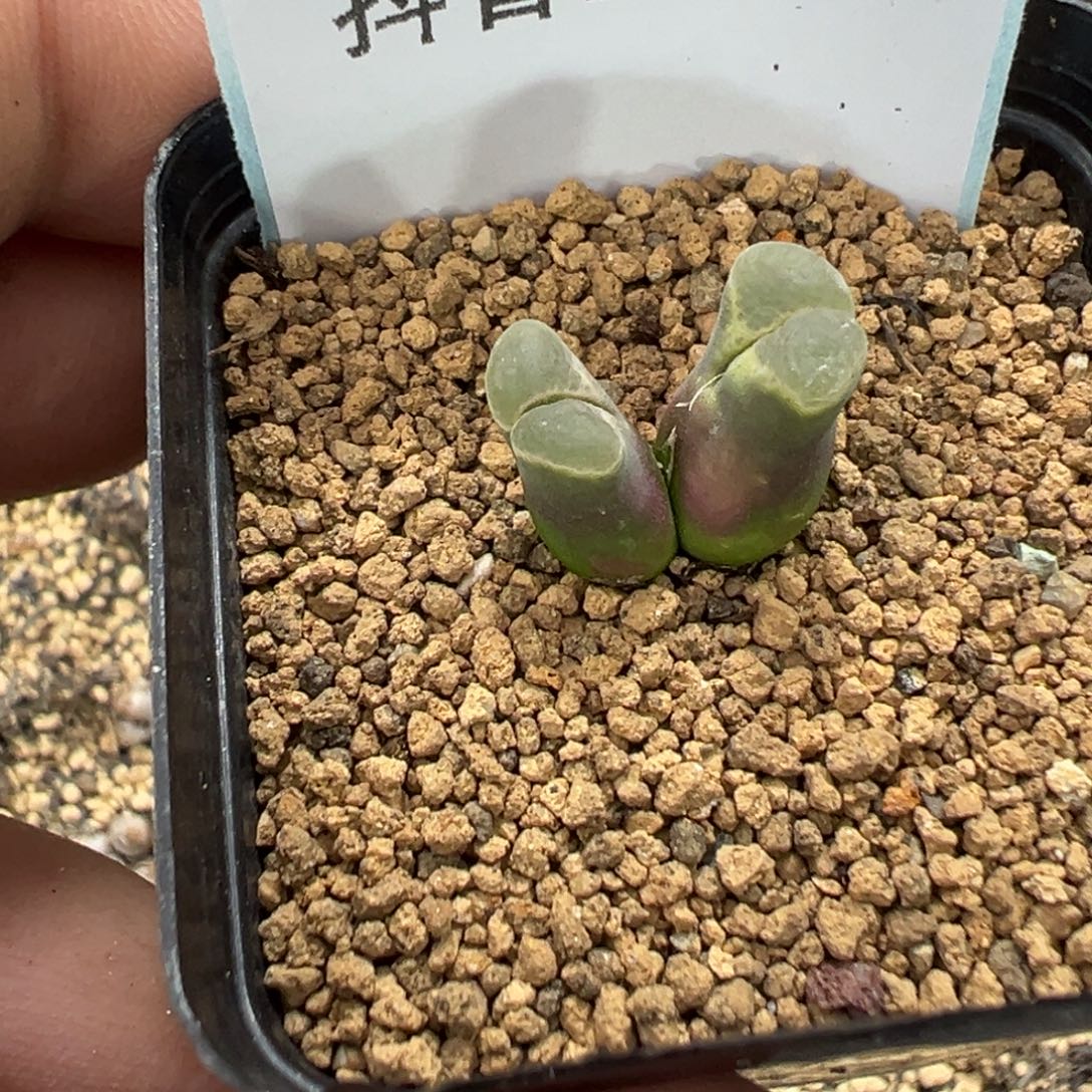 。***。1-237肉锥多肉植物