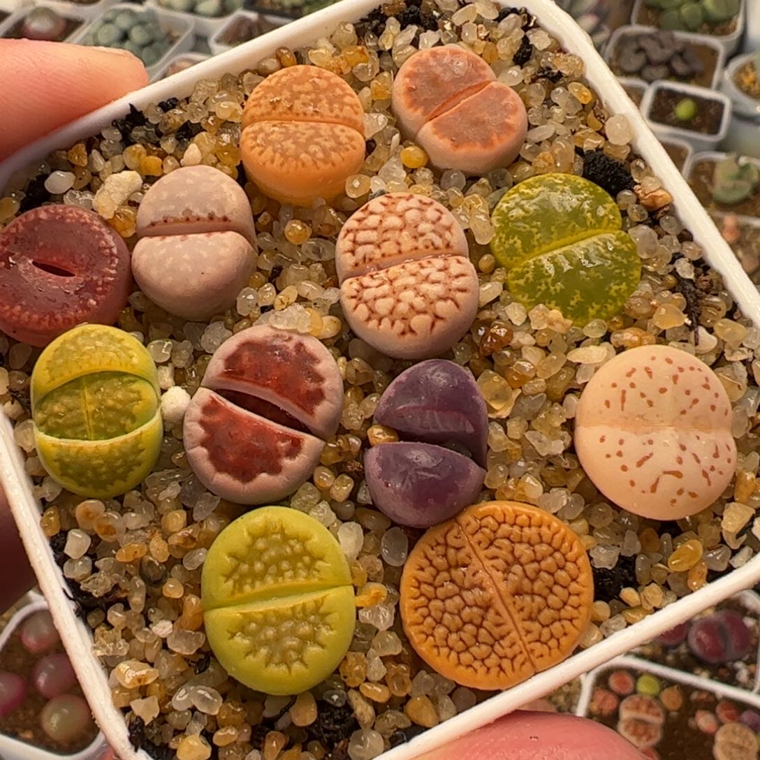 013多肉植物百科