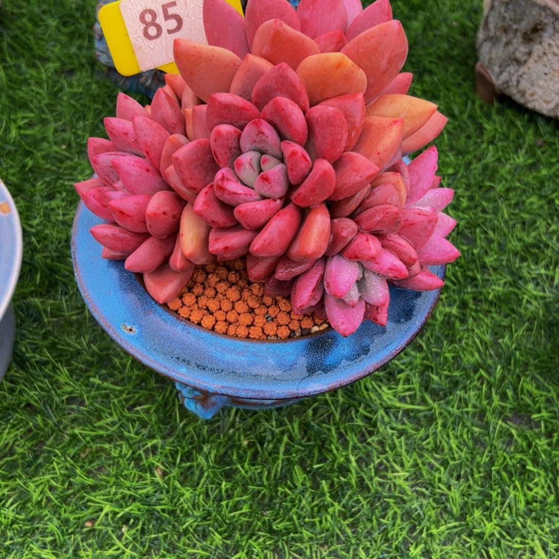 三***子桃花源小老桩85号