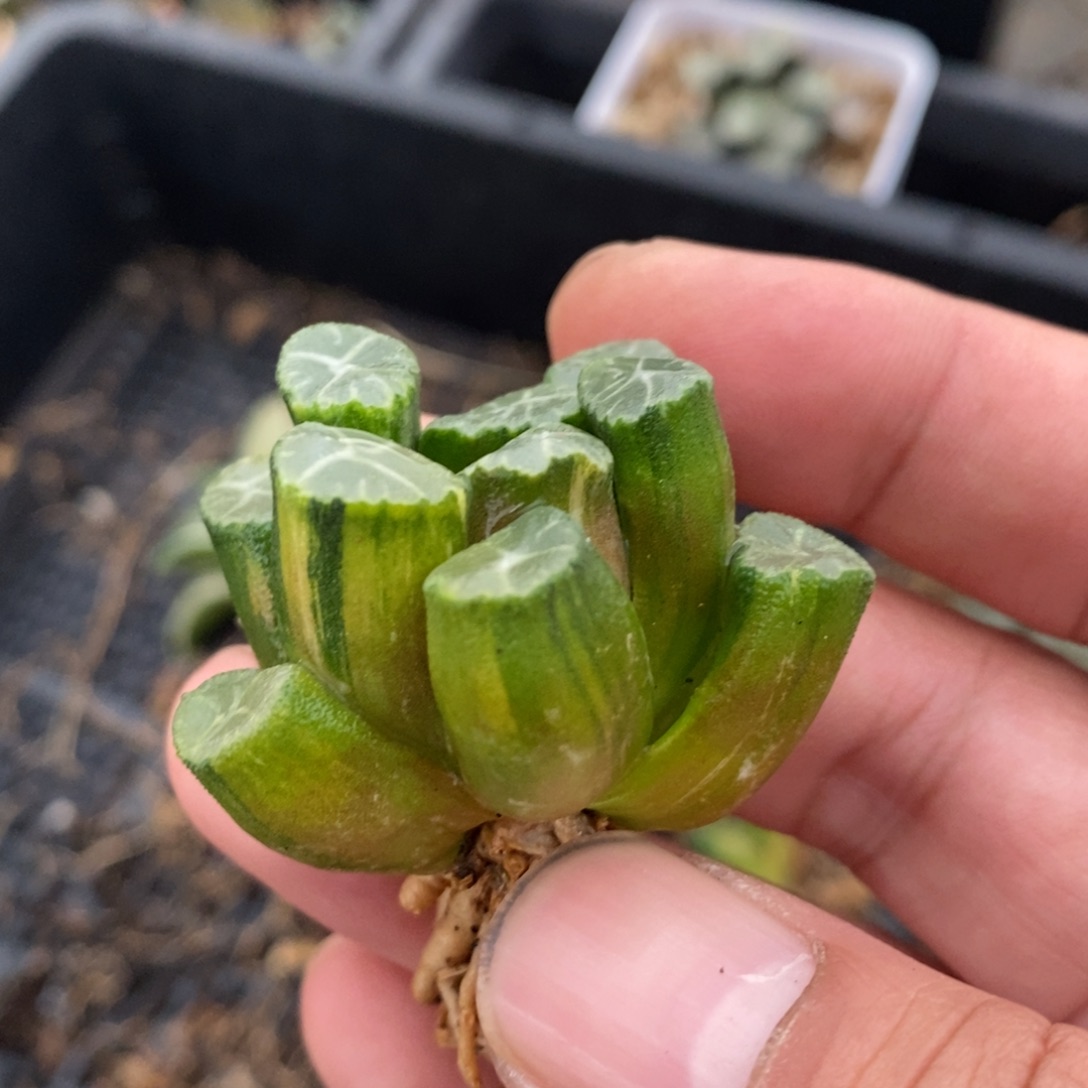 一颗实生万象锦    