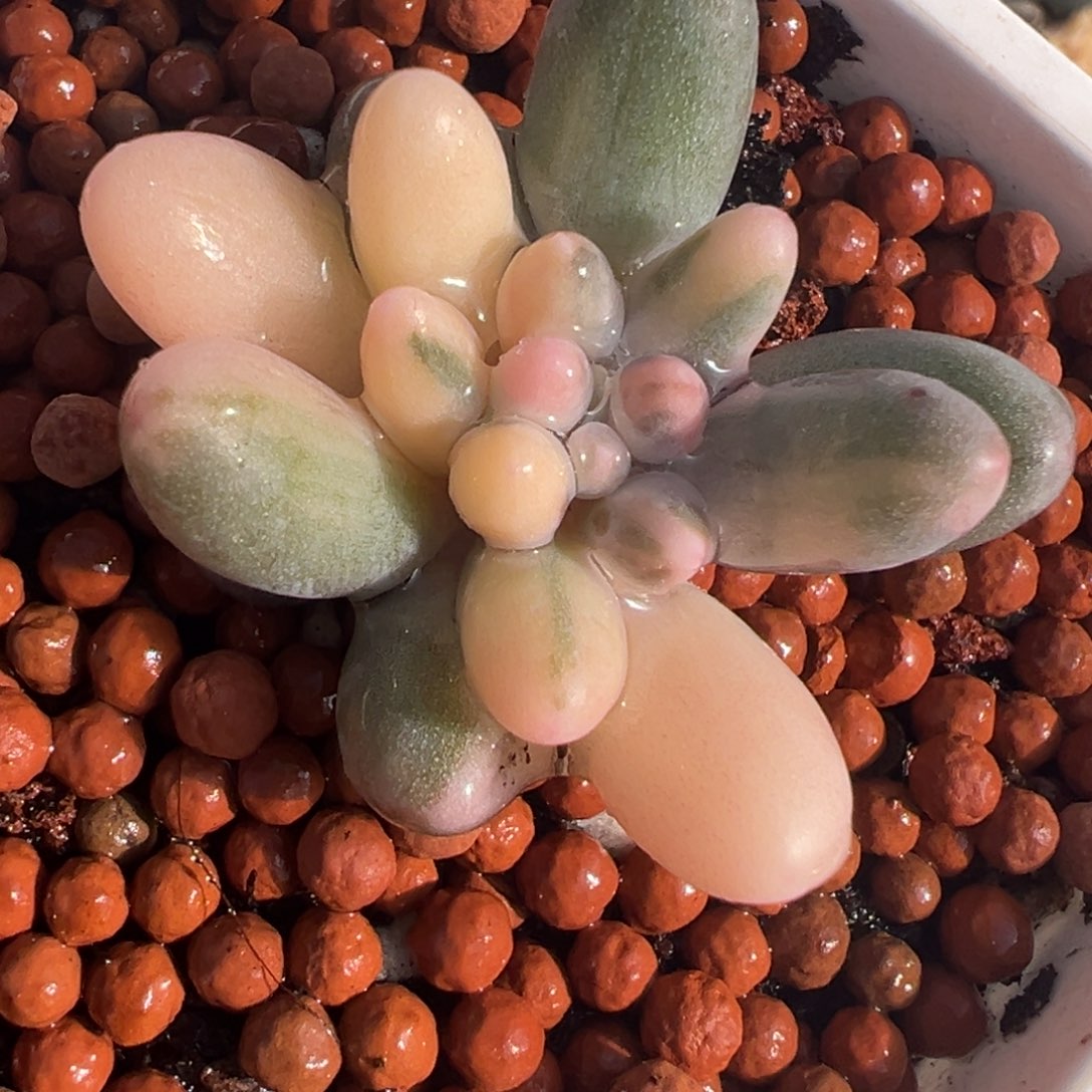 婴儿手指锦，不石化基因花脸拉丝锦