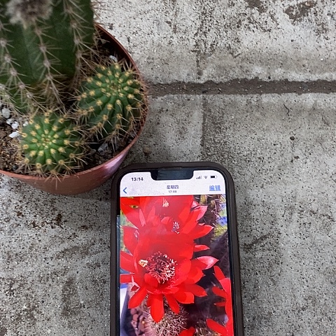 红花毛花，高10公分左右