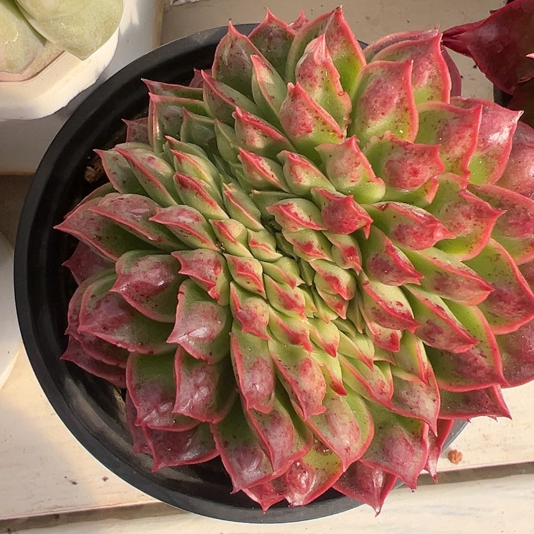 满38包邮柳溪玛多肉