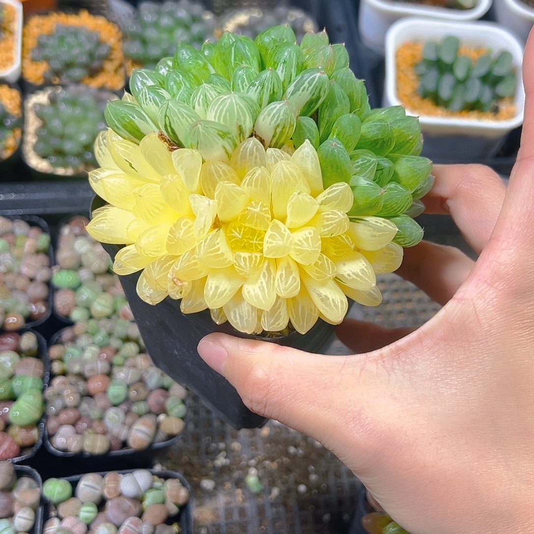 燕***子苏州玉露锦群多肉多肉