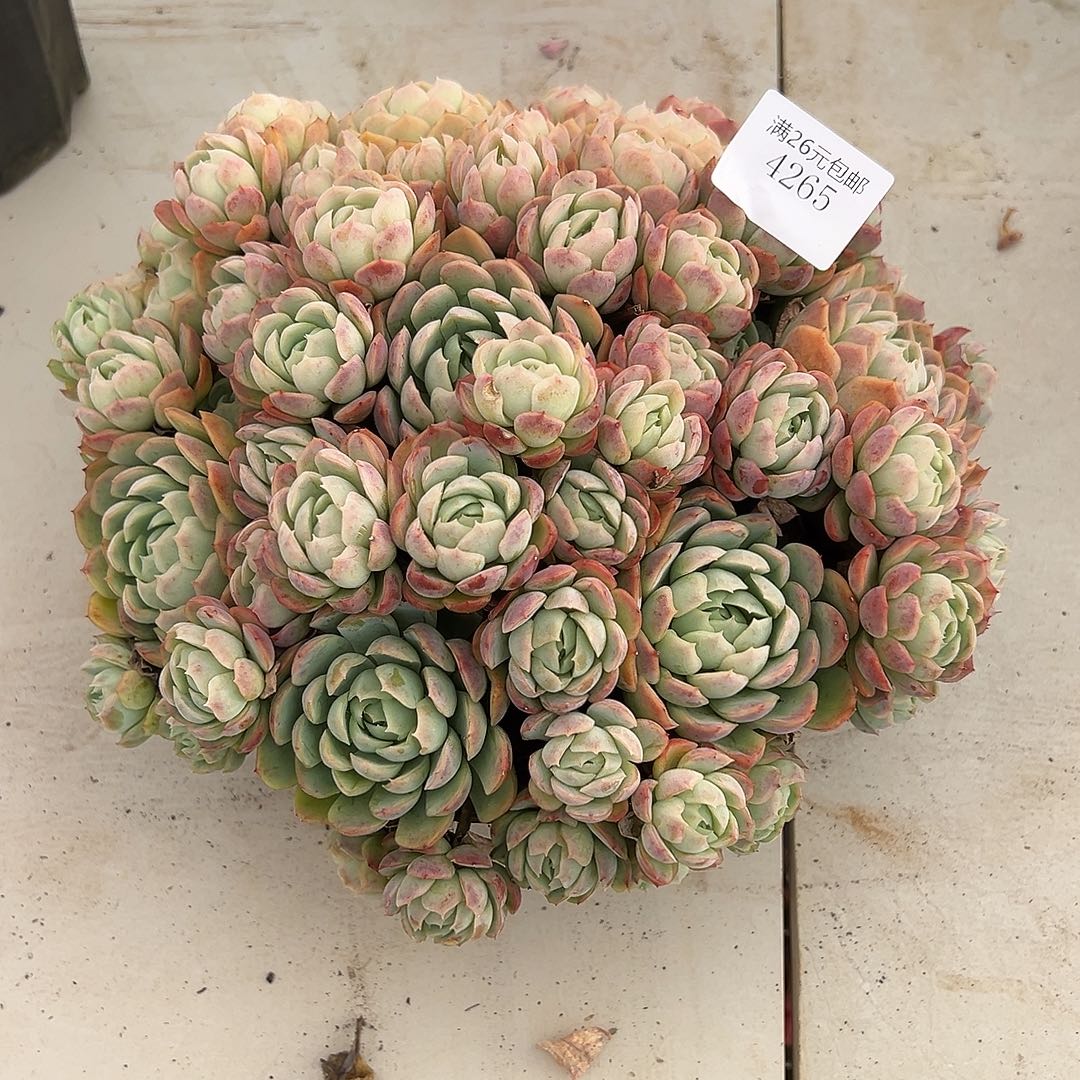 慕***兄4265贝瑞多肉植物多肉