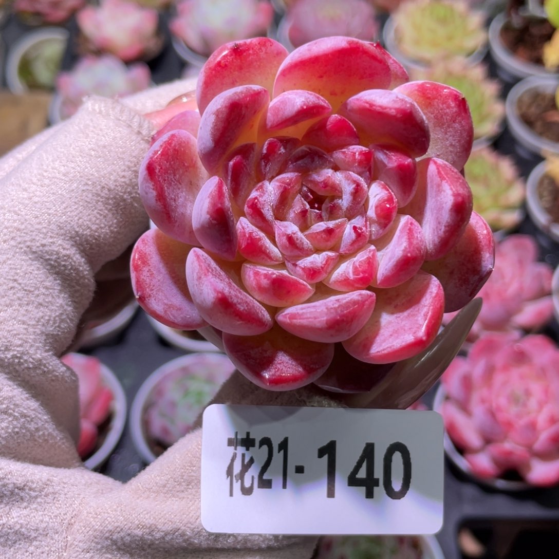 花利美21-140果汁
