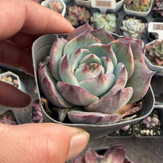 116惊鸿多肉植物多