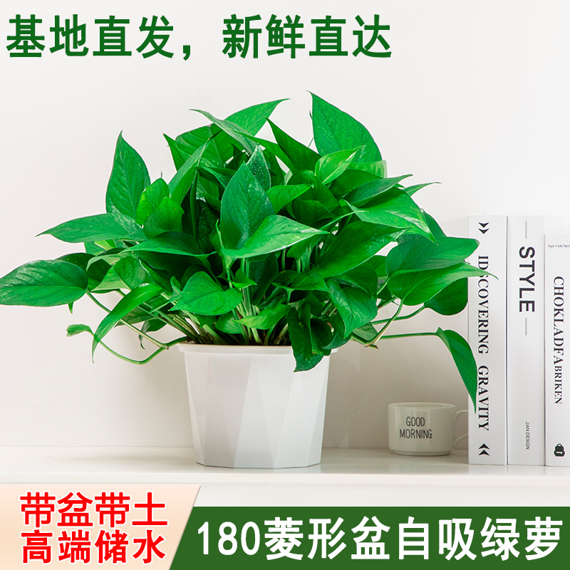 【菱形盆】新房家用绿萝盆栽室内吸除甲醛花卉绿植净化空气长藤绿箩