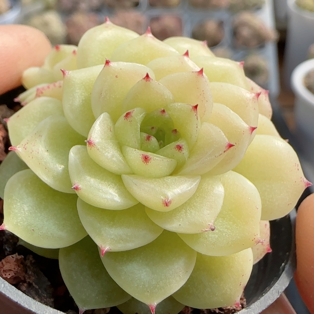 【闪购商品】0213-103优选麦杆