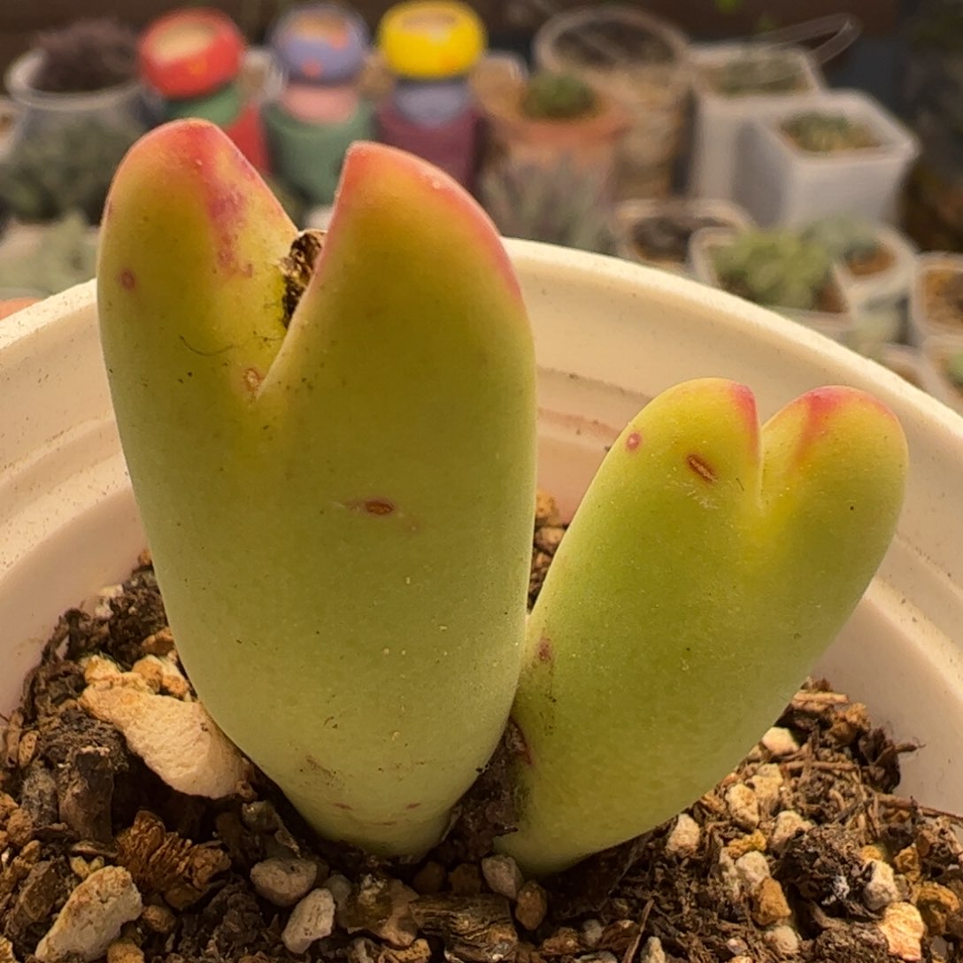 巨将皮卡丘多肉植物百科