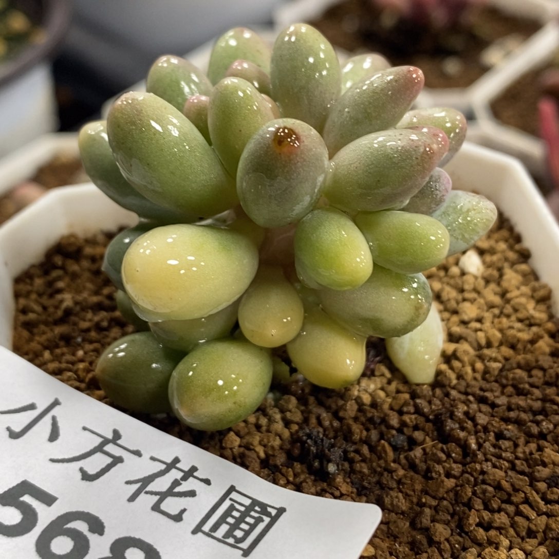 568婴儿手指锦双头