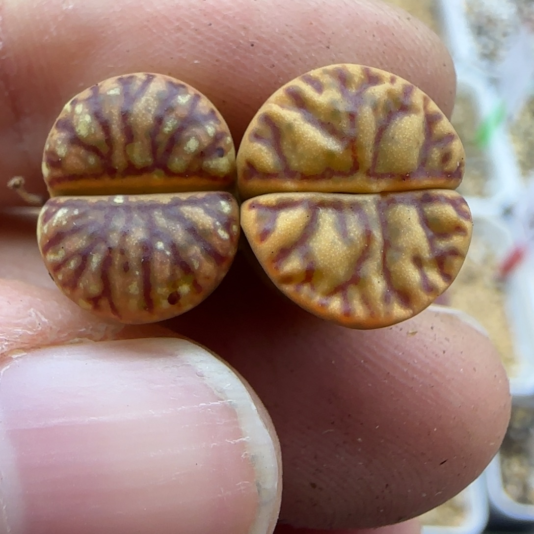 296有瑕疵黄金线柘榴特