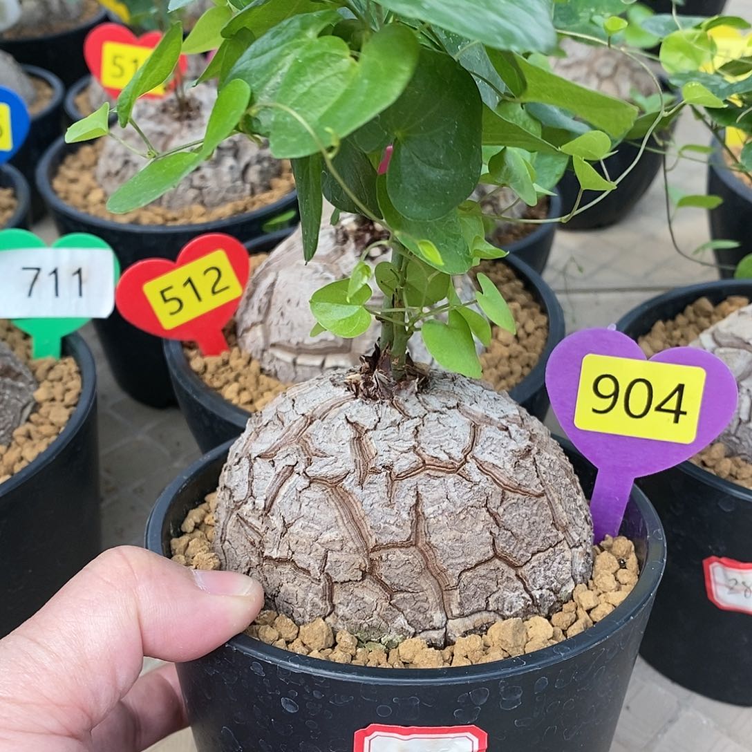 南非龟甲龙龟甲龙