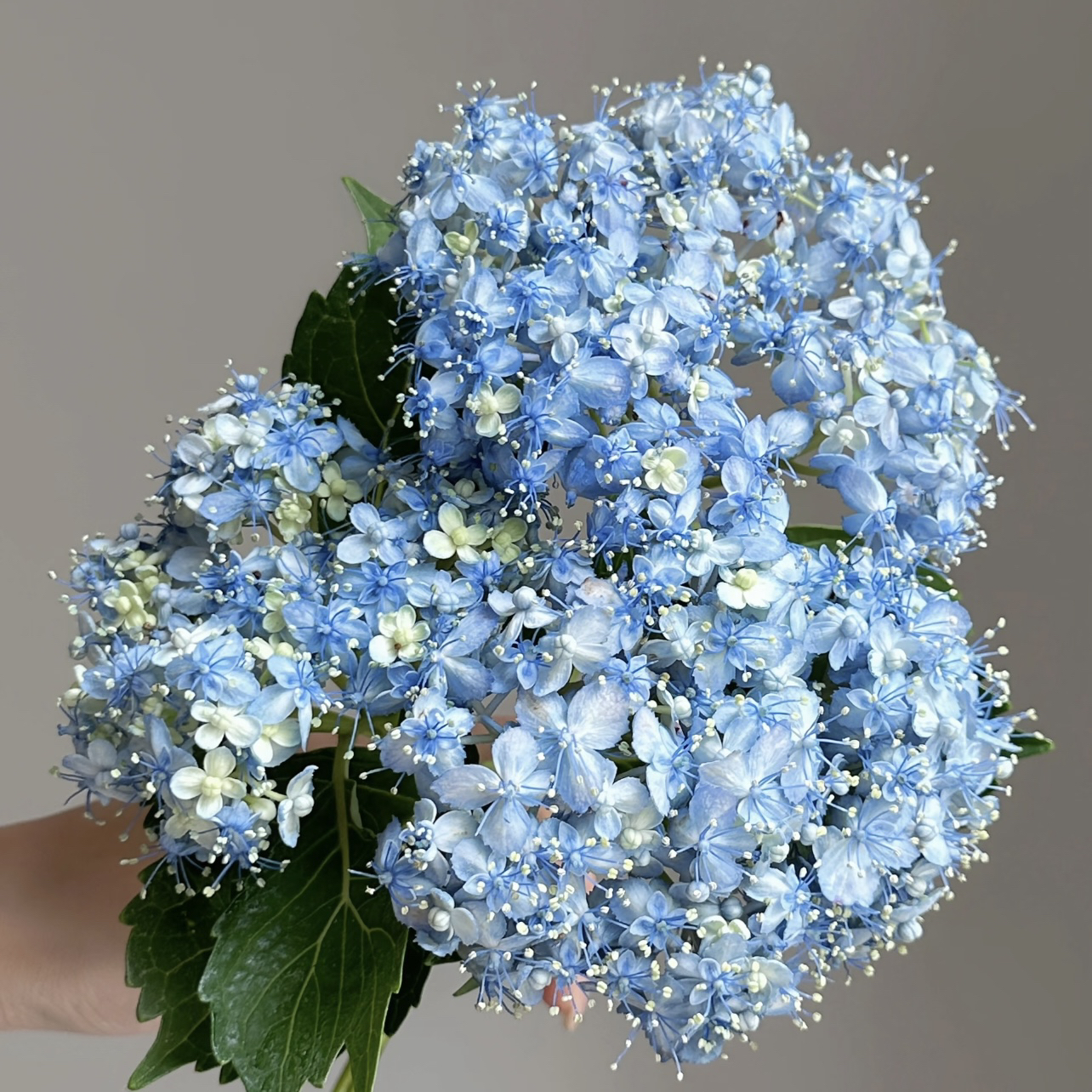 有松绣球盆栽颜值高庭院阳台花卉植物喜水易养护