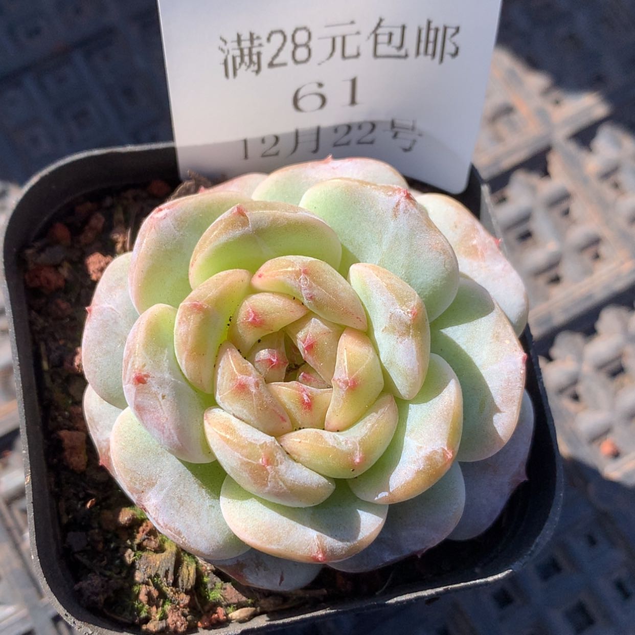 【闪购商品】云61号