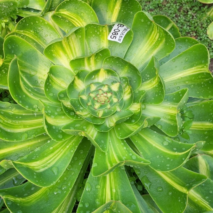 85暴君多肉12345678