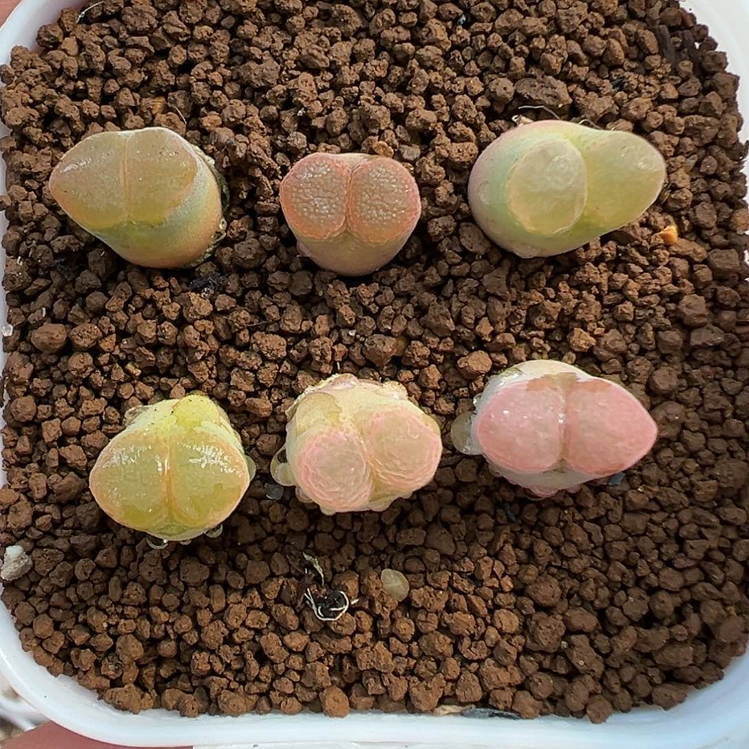 312红风铃裸根发货