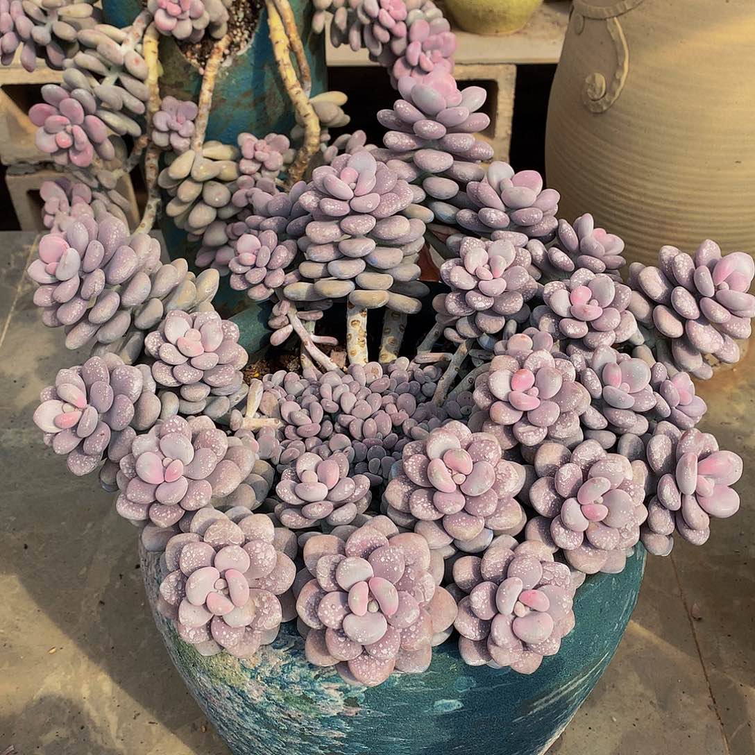 耳***?一物一拍大桃蛋