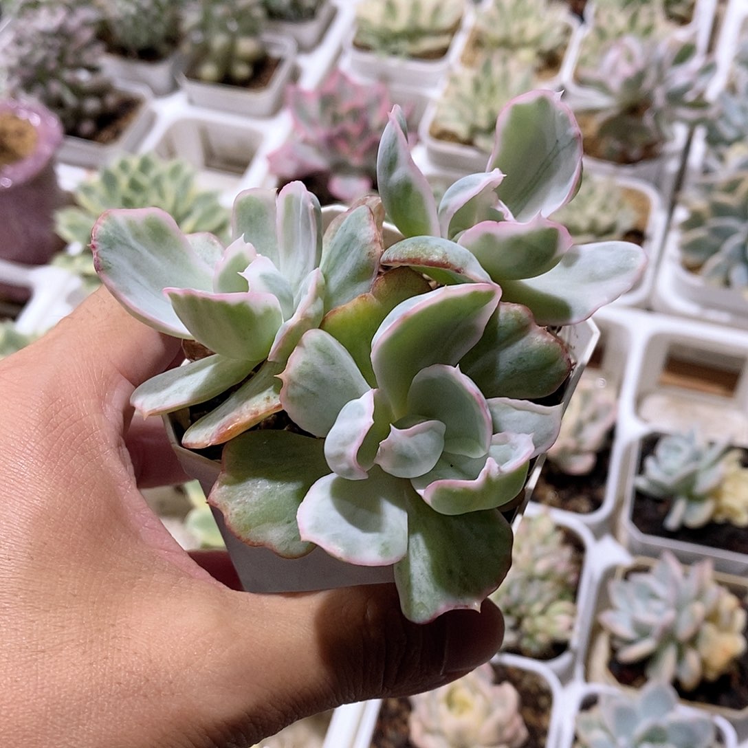 伯克利锦多肉植物老桩