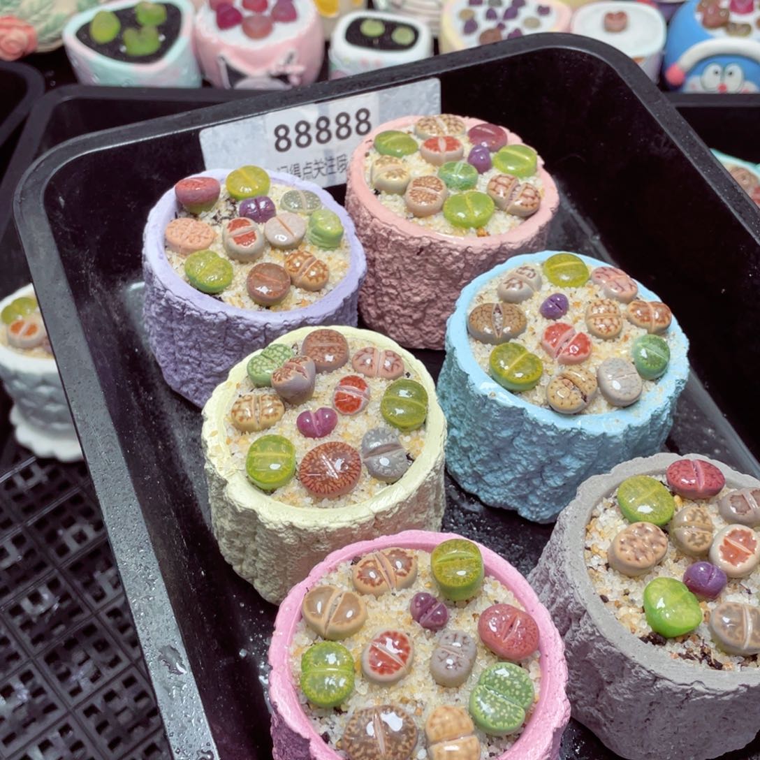 w88888-树桩速干，一份一盆量拍