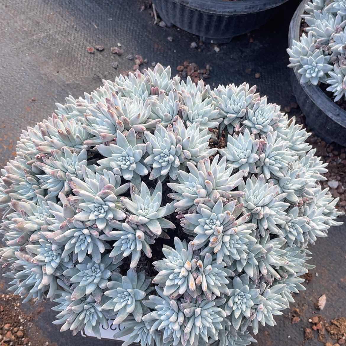 【闪购商品】60220大白菊33公分130头