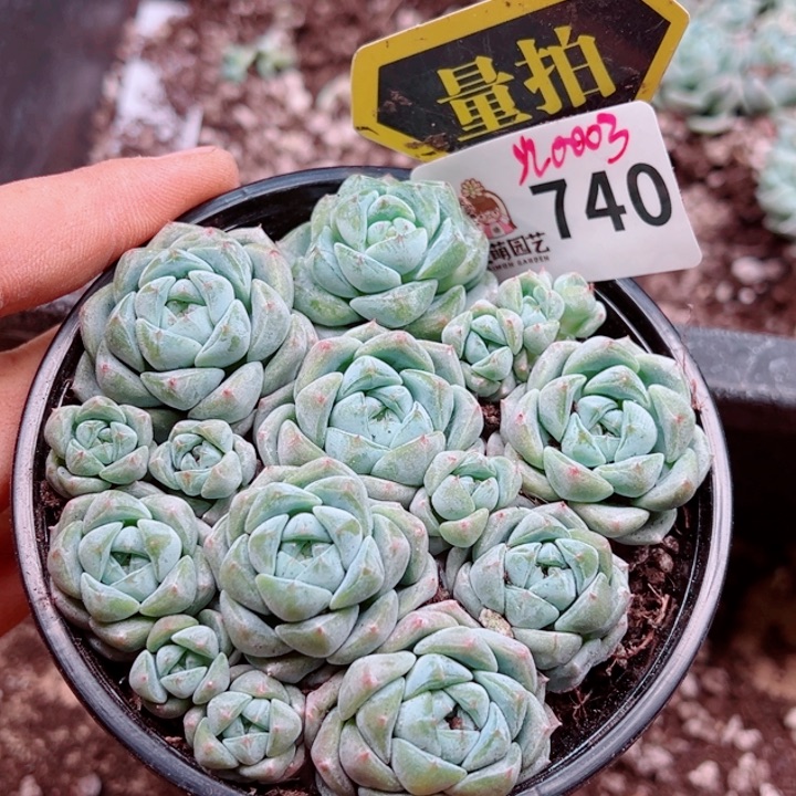 多肉植物多肉植物