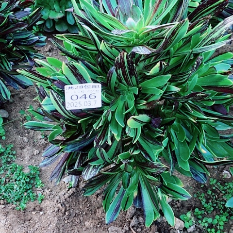 3.7-46水墨丹青多肉植物