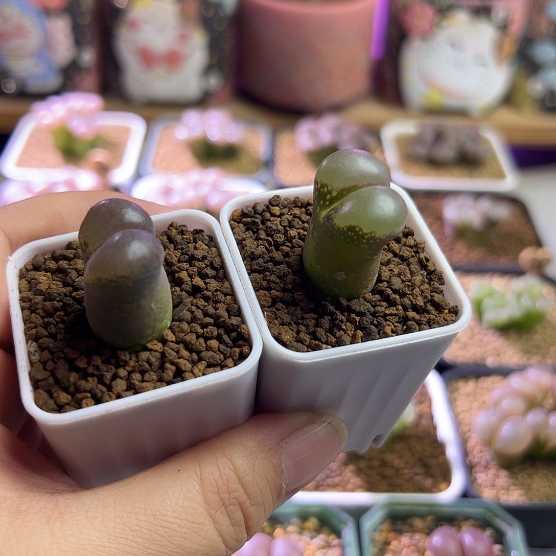 奶****葵腰子窗。                  