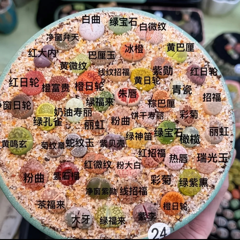 生石花多肉植物多肉