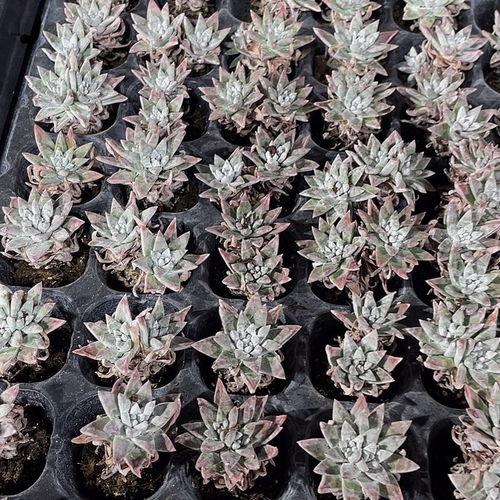 小白菊1元带土发货