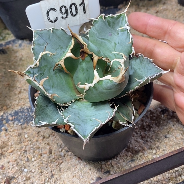 潘****力福利白鲸一颗如图！！！