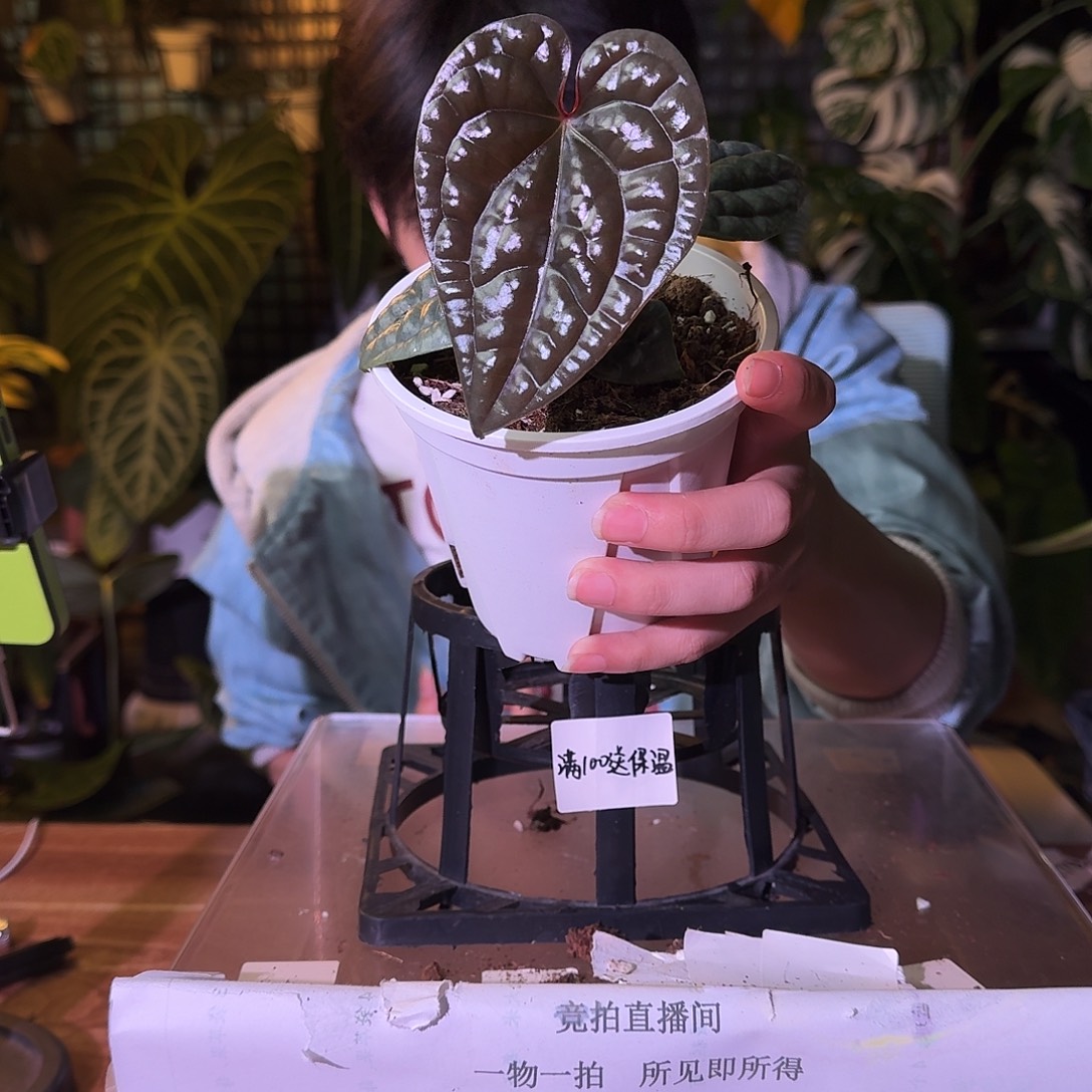 不开花植物H253籽播奢华