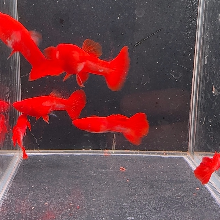 孔雀鱼通背包肚3对