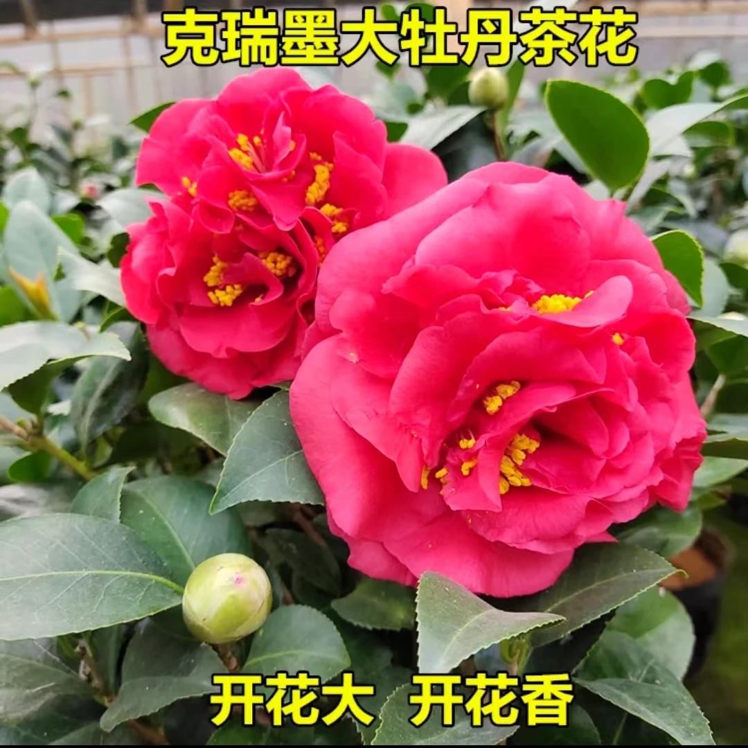 克瑞墨大牡丹茶花盆栽地栽带花苞  原盆土发货